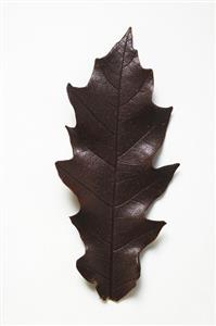 A chocolate leaf