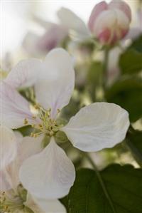 Apple blossom on branch