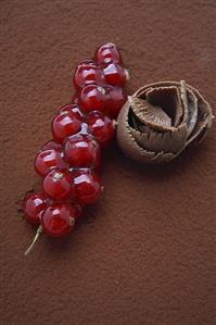 Chocolate and redcurrants on cocoa powder