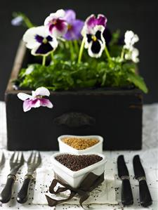 Black and yellow mustard seeds in heart-shaped dishes