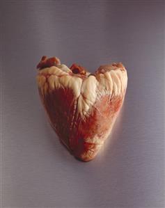 A calf's heart