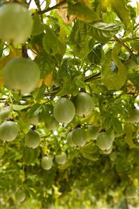 Passion fruit on the tree