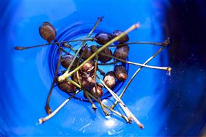 Cherry stones and stalks