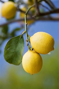 Lemons on the branch