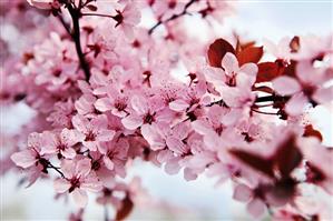 Japanese cherry blossom