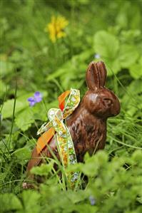 Chocolate Easter Bunny