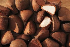 Fruit of the Andiroba tree (Carapa guianensis)