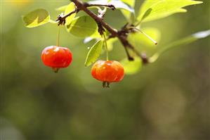 Surinam cherry (Eugenia uniflora), also known as Pitanga