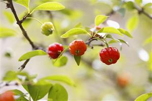 Surinam cherry (Eugenia uniflora), also known as Pitanga