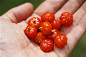 Surinam cherry (Eugenia uniflora), also known as Pitanga