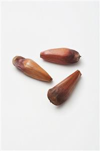 Araucaria nuts, Portugal