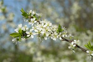 Flowering blackthorn (Sloe)