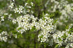 Blackthorn (Sloe) in blossom