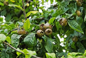 Medlars on the tree