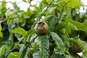 Medlar on the tree