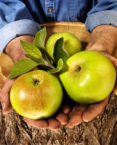 Man holding Bramley apples in both hands over a tree trunk