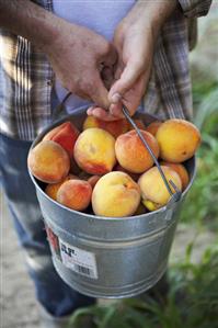 Man Holding Bucket of Freshly Picked Organic Elberta Peaches