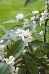 White Flower Bush Outside