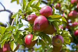 Ripe Apples on a Tree